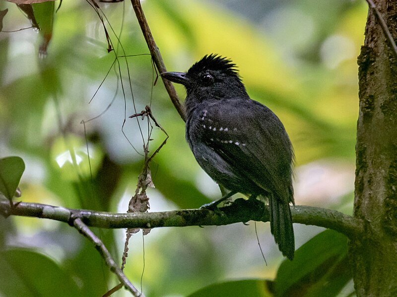 White-shouldered Antshrike (Thamnophilus aethiops) photo