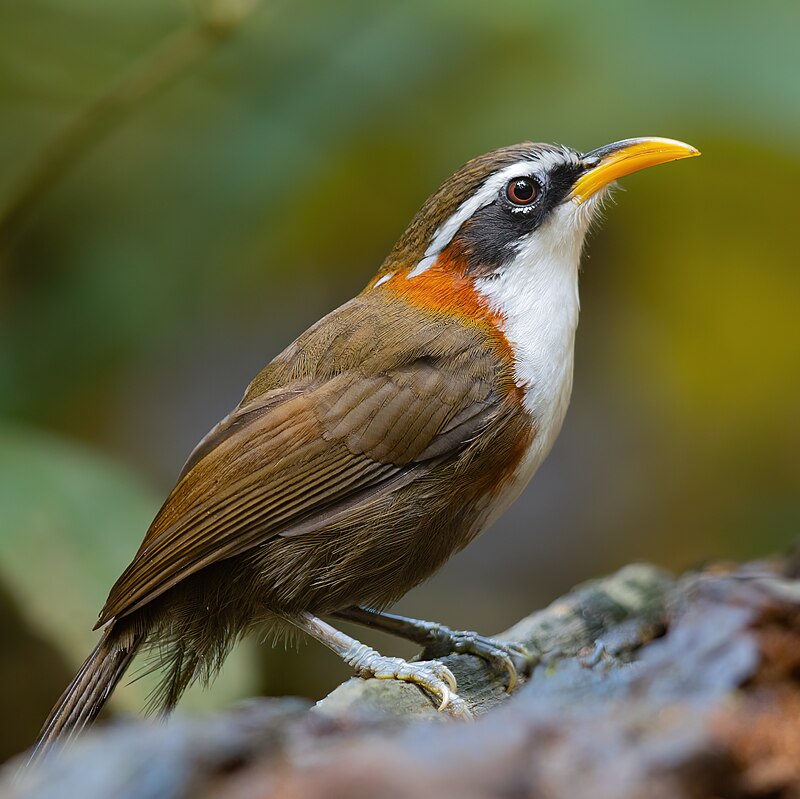 White-browed Scimitar-Babbler (Pomatorhinus schisticeps) photo