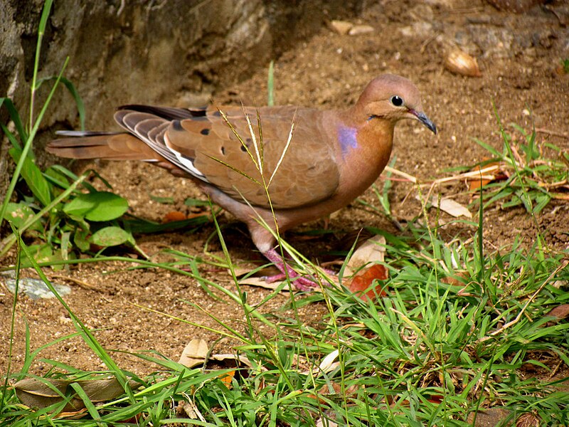 Zenaida Dove (Zenaida aurita) photo