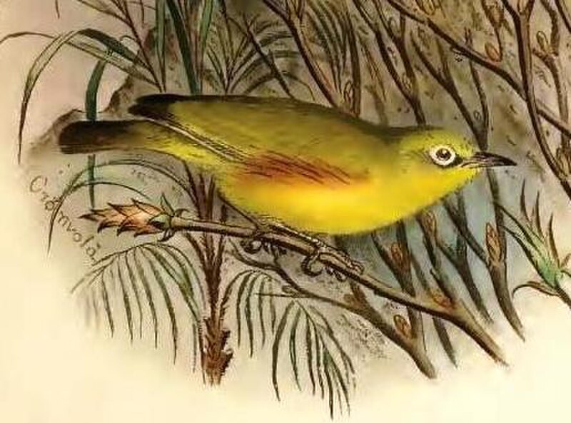 Marianne White-eye (Zosterops semiflavus) photo