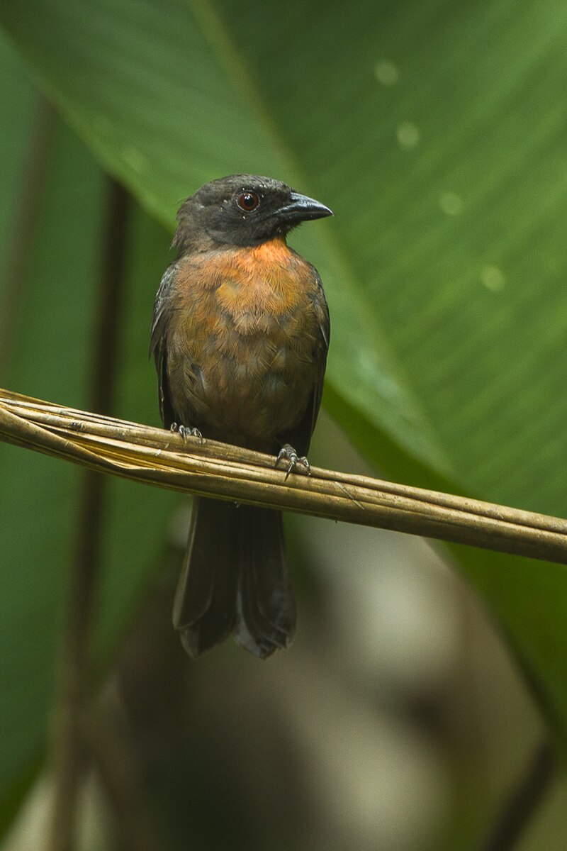 Black-cheeked Ant-Tanager (Driophlox atrimaxillaris) photo