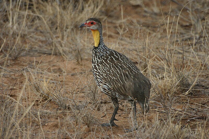 Yellow-necked Spurfowl (Pternistis leucoscepus) photo