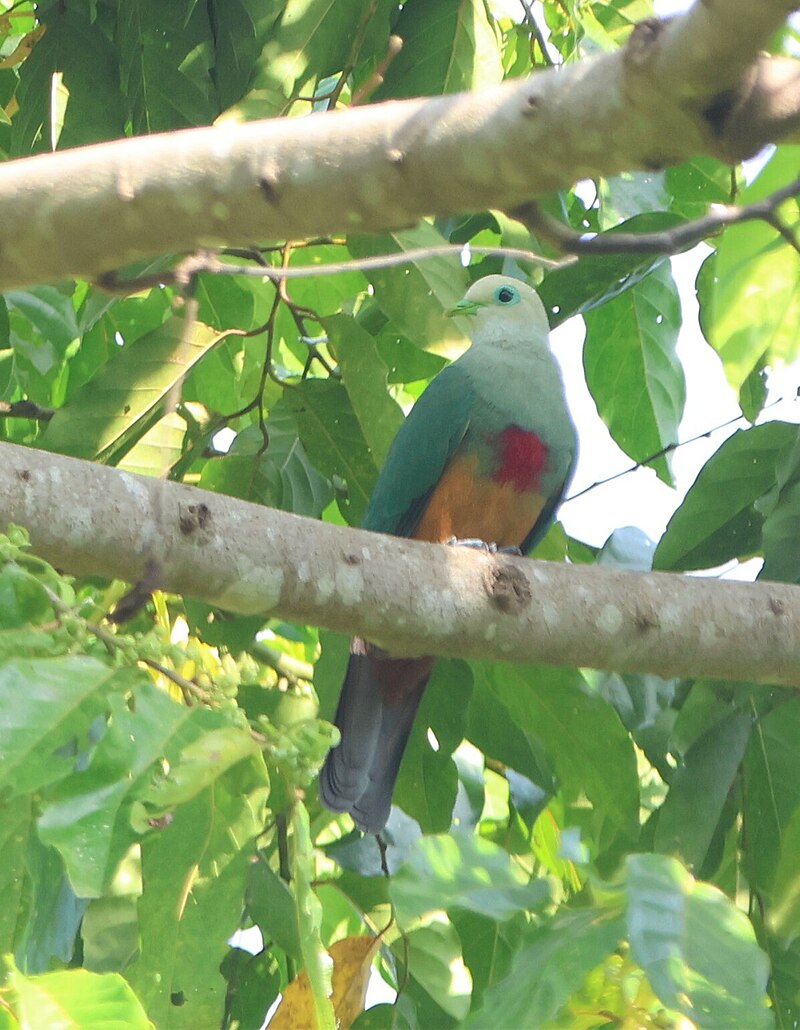 Scarlet-breasted Fruit-Dove (Megaloprepia formosa) photo