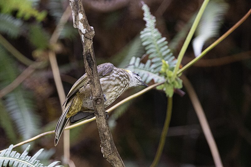Spot-necked Bulbul (Pycnonotus tympanistrigus) photo