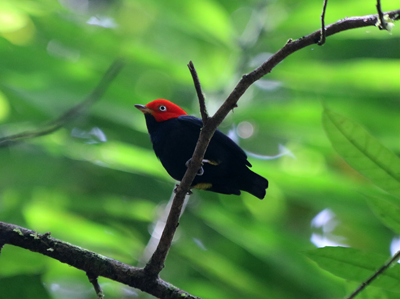 Red-capped Manakin (Ceratopipra mentalis) photo