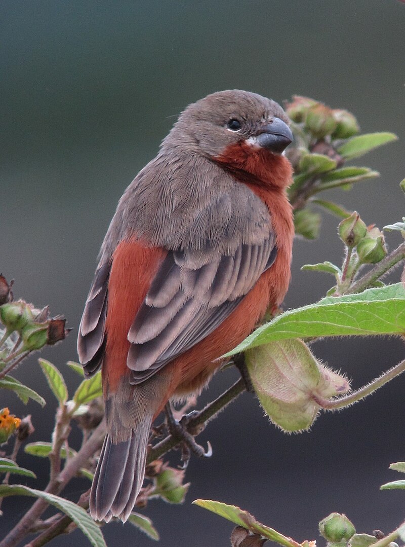 Ruddy-breasted Seedeater (Sporophila minuta) photo