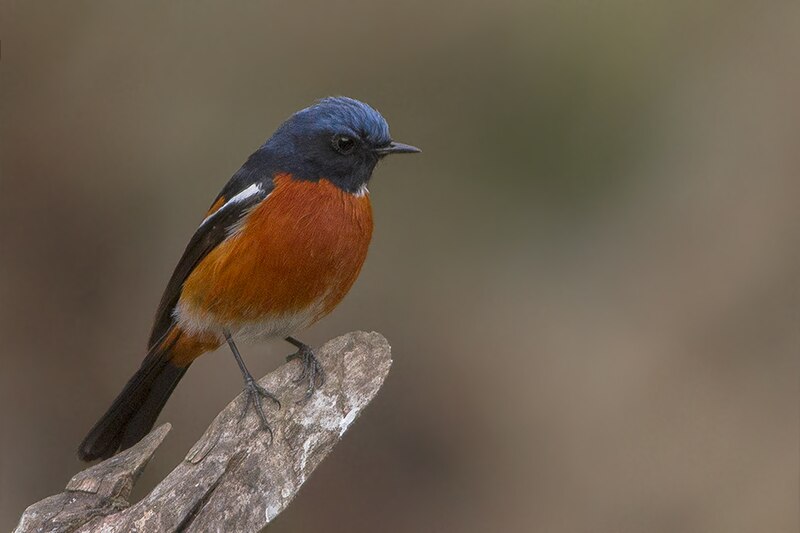 White-throated Redstart (Phoenicurus schisticeps) photo