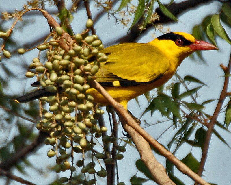 Black-naped Oriole (Oriolus chinensis) photo