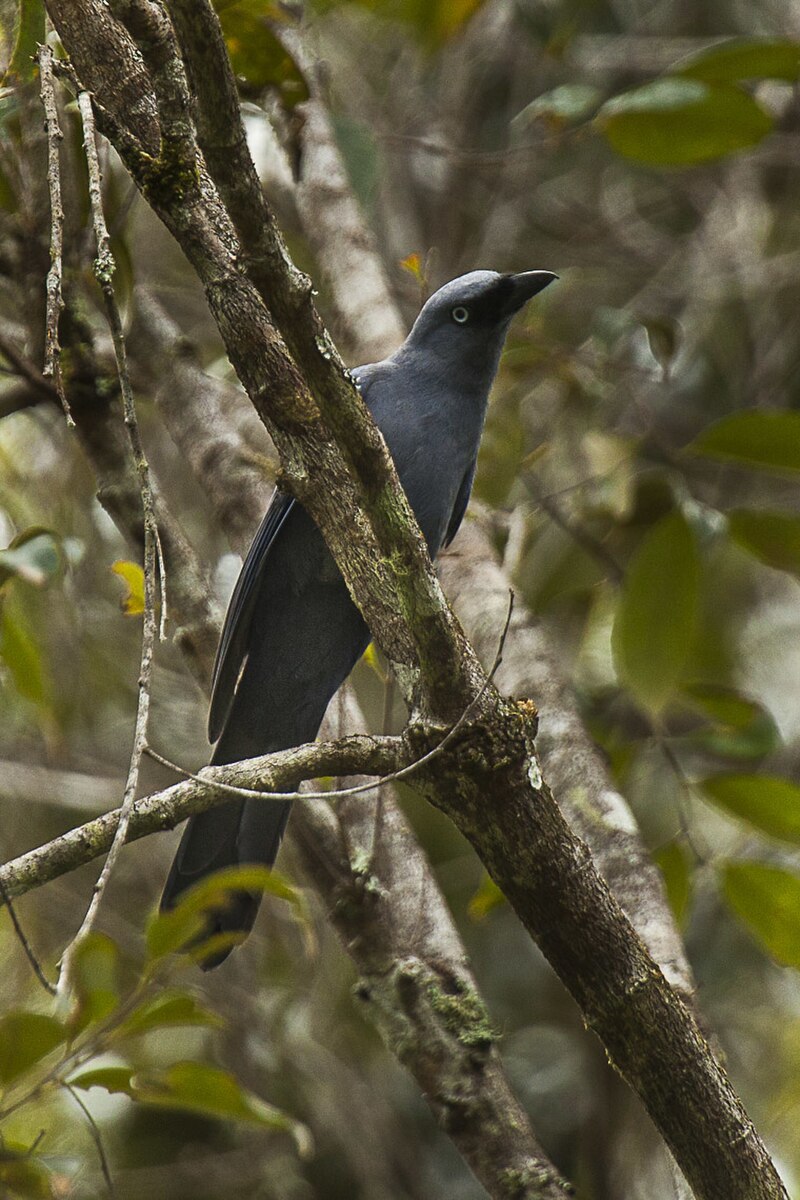 Cerulean Cuckooshrike (Coracina temminckii) photo