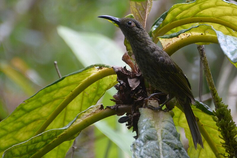Dark-eared Myza (Myza celebensis) photo