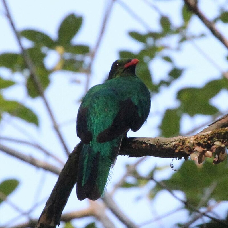 Pavonine Quetzal (Pharomachrus pavoninus) photo