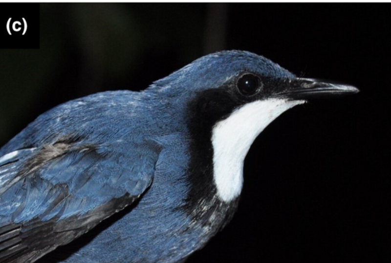 Blue Jewel-babbler (Ptilorrhoa caerulescens) photo