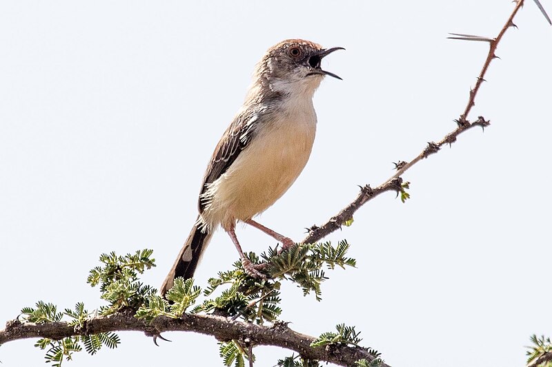 Red-fronted Prinia (Prinia rufifrons) photo