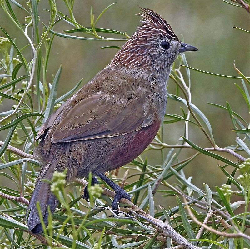 Crested Gallito (Rhinocrypta lanceolata) photo