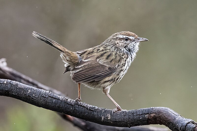 Western Fieldwren (Calamanthus montanellus) photo