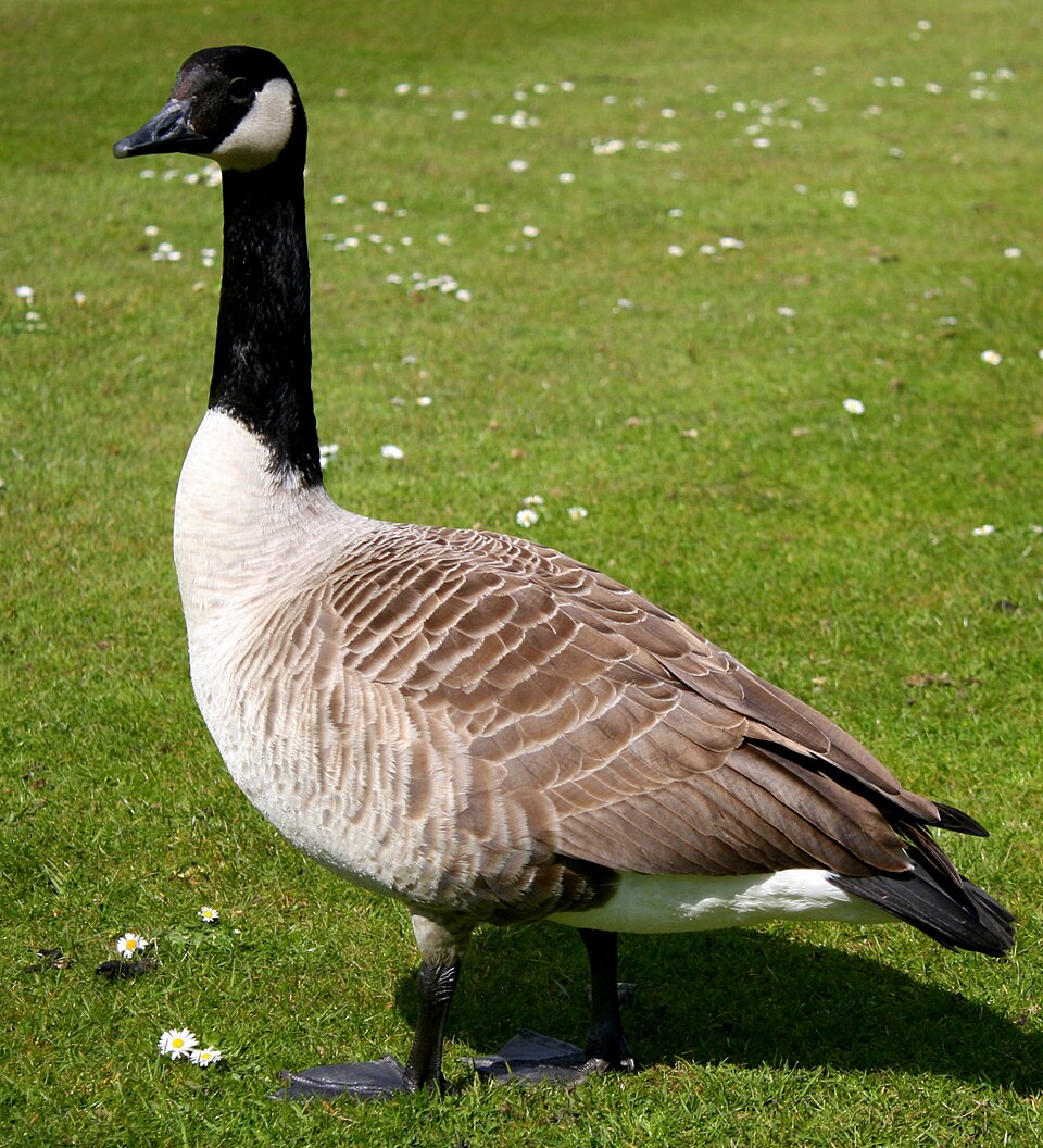 Canada Goose (Branta canadensis)