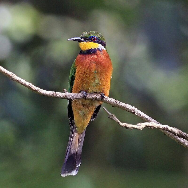 Cinnamon-chested Bee-eater (Merops oreobates) photo
