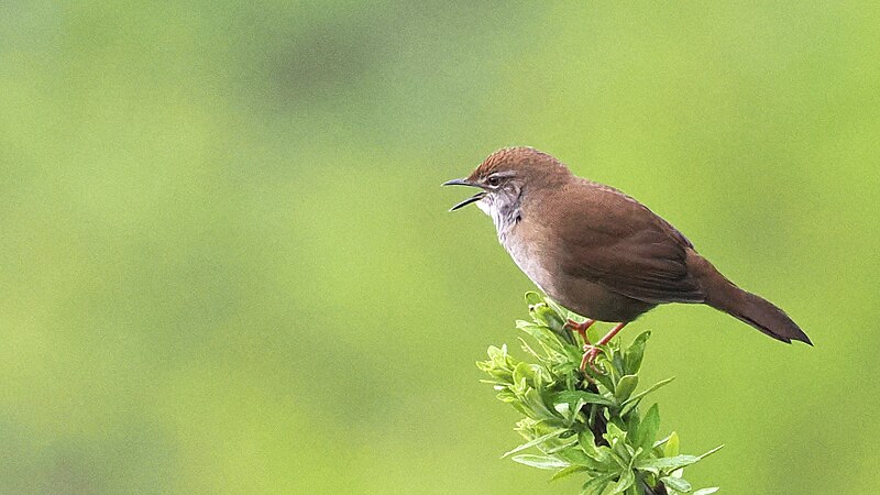 Spotted Bush Warbler (Locustella thoracica) photo