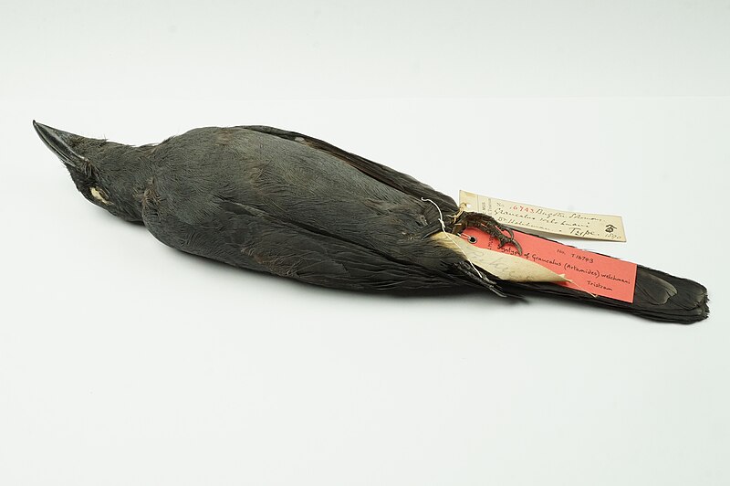 North Melanesian Cuckooshrike (Coracina welchmani) photo