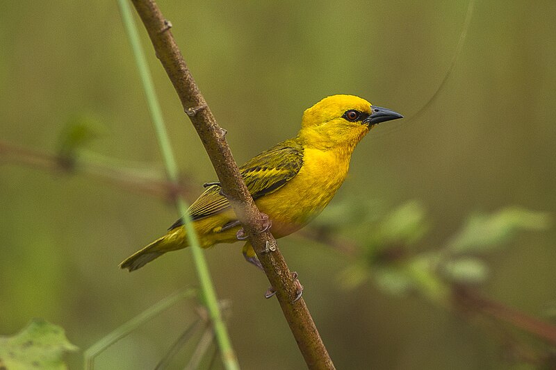 Orange Weaver (Ploceus aurantius) photo
