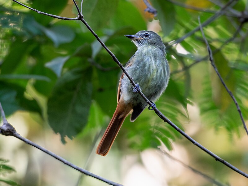 Rufous-tailed Flatbill (Ramphotrigon ruficauda) photo