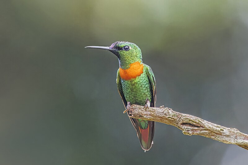 Gould's Jewelfront (Heliodoxa aurescens) photo