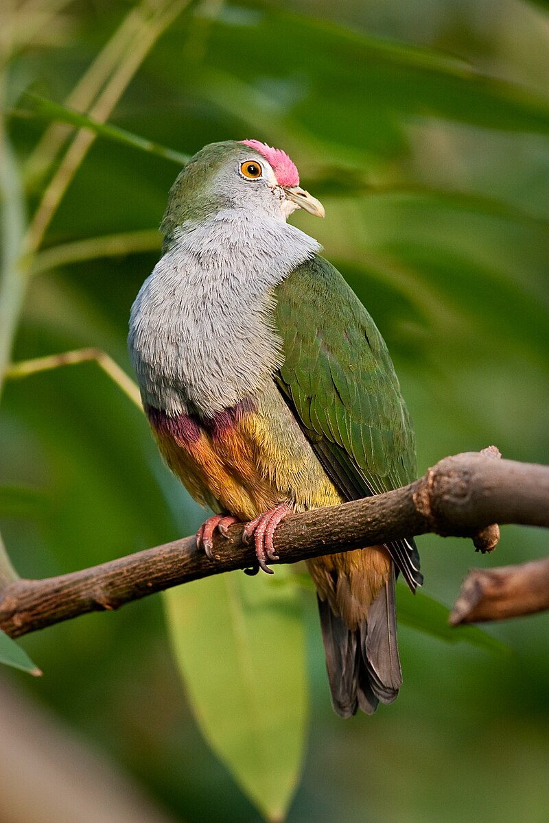 Beautiful Fruit-Dove (Ptilinopus pulchellus) photo