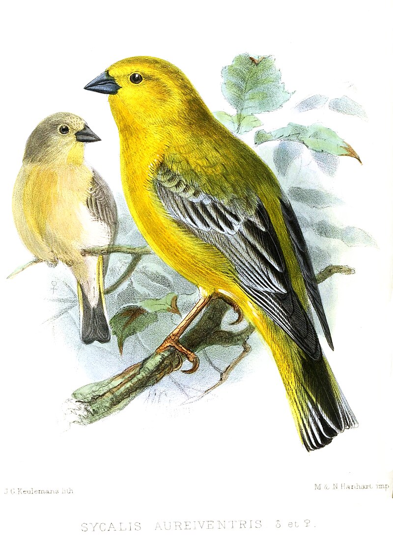 Greater Yellow-Finch (Sicalis auriventris) photo