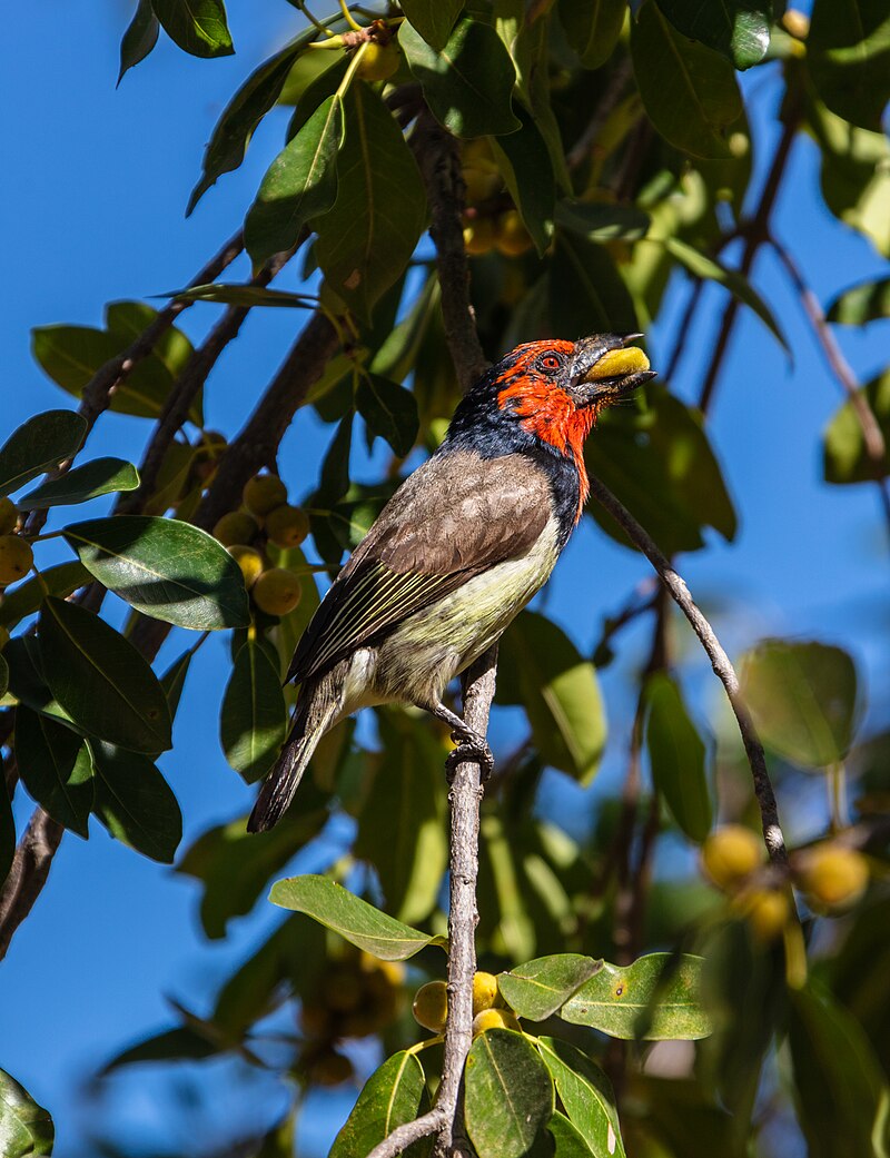 Black-collared Barbet (Lybius torquatus) photo