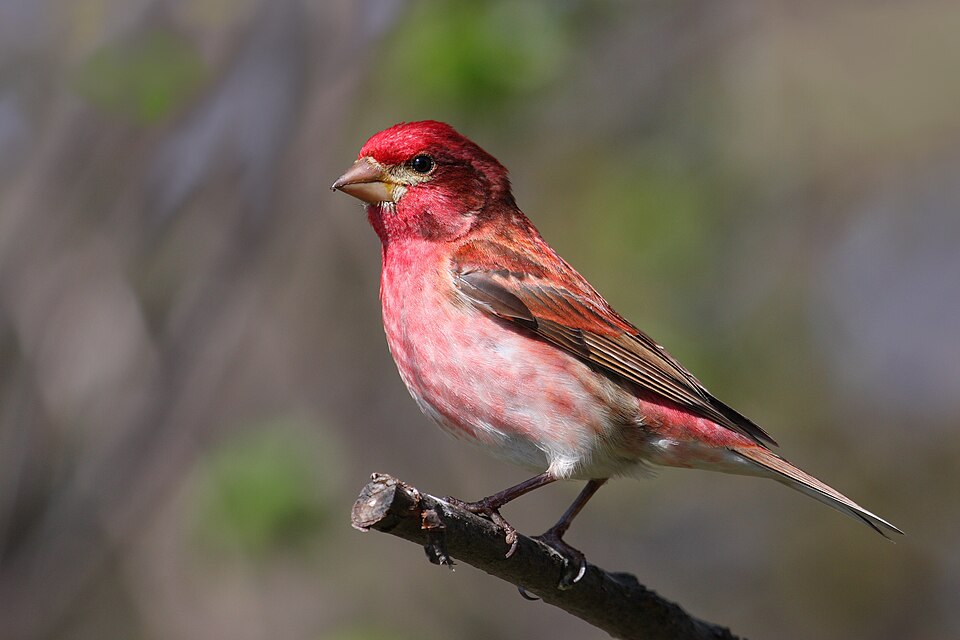 Purple Finch (Haemorhous purpureus)