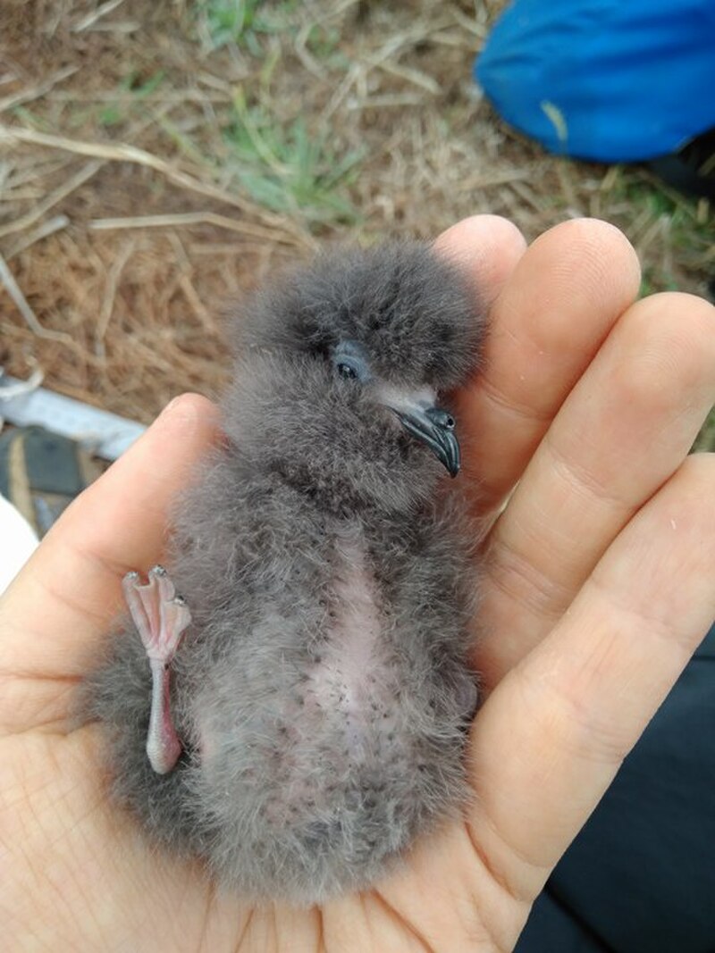 Monteiro's Storm-Petrel (Hydrobates monteiroi) photo