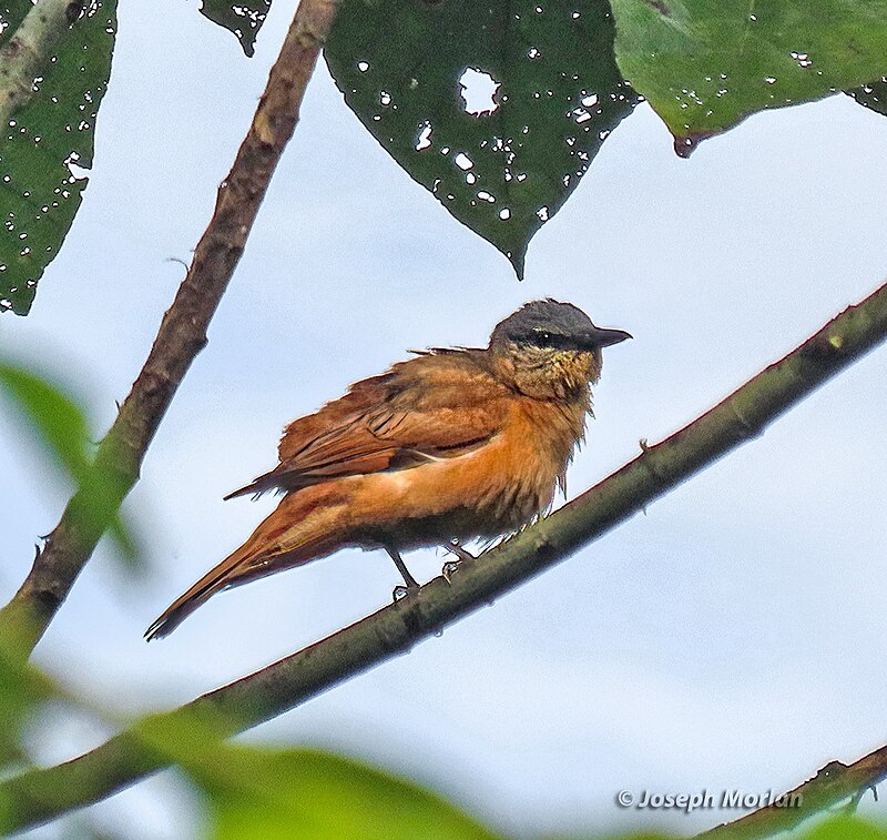 Obi Cicadabird (Edolisoma obiense) photo