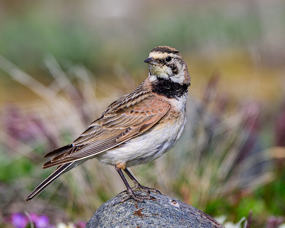 Horned Lark (Eremophila alpestris)