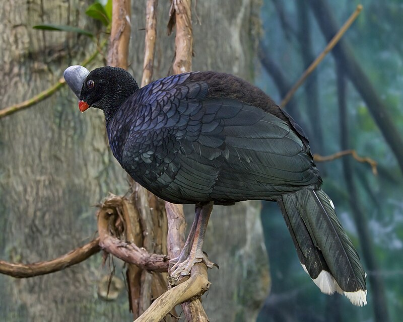 Helmeted Curassow (Pauxi pauxi) photo