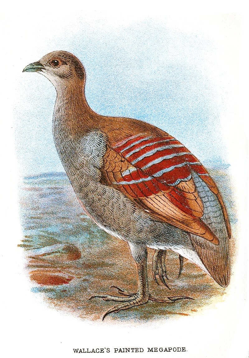 Moluccan Megapode (Eulipoa wallacei) photo