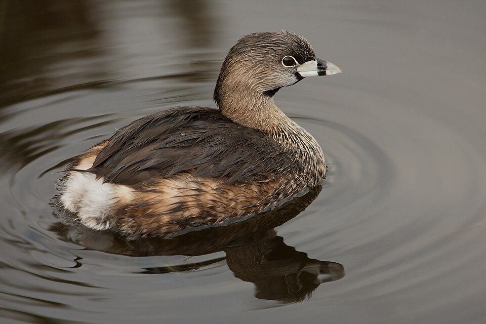Pied-billed Grebe (Podilymbus podiceps)