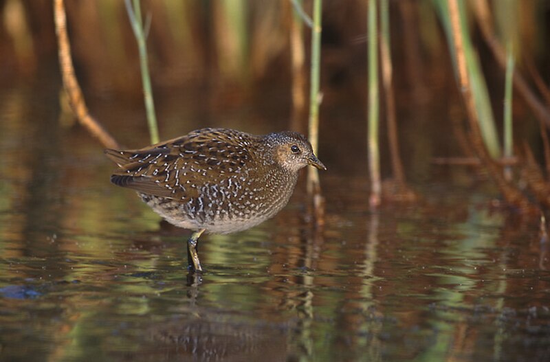 Spotted Crake (Porzana porzana) photo