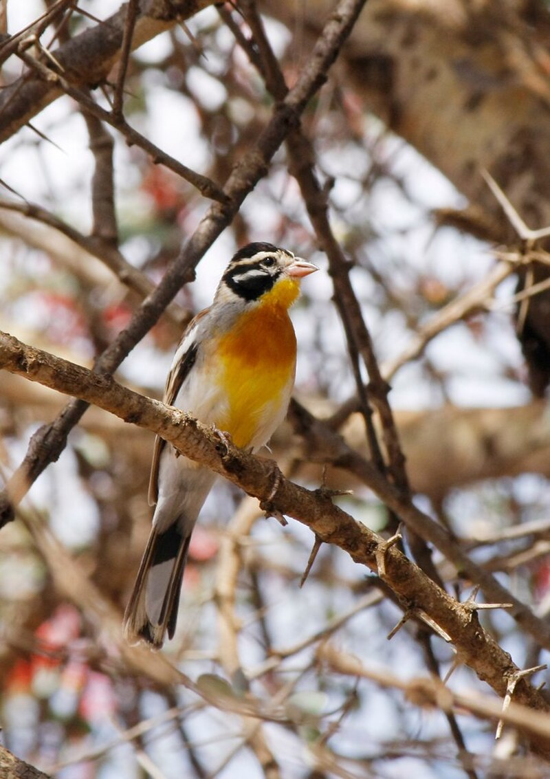 Somali Bunting (Emberiza poliopleura) photo