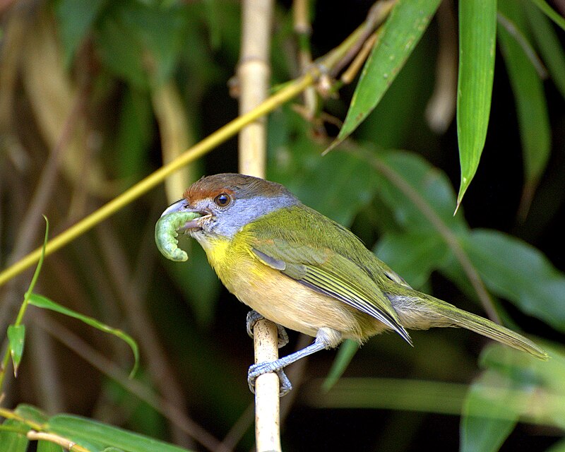 Rufous-browed Peppershrike (Cyclarhis gujanensis) photo
