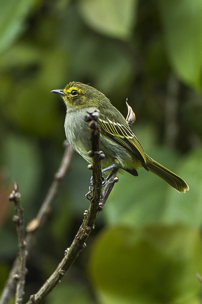 Golden-faced Tyrannulet (Zimmerius chrysops) photo