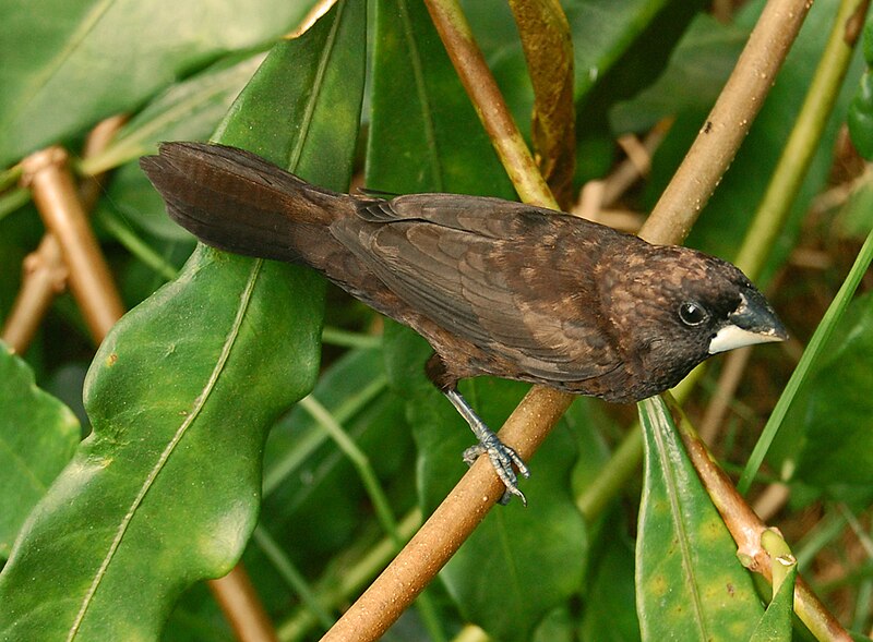 Dusky Munia (Lonchura fuscans) photo