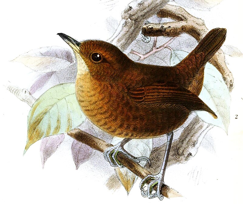 Flutist Wren (Microcerculus ustulatus) photo