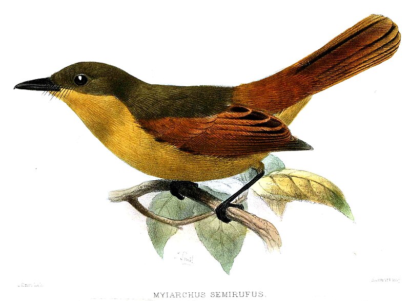 Rufous Flycatcher (Myiarchus semirufus) photo