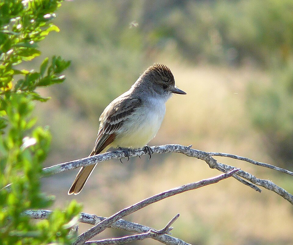 Ash-throated Flycatcher (Myiarchus cinerascens)