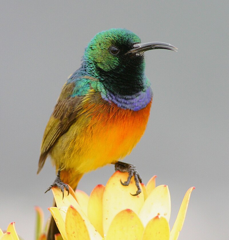 Orange-breasted Sunbird (Anthobaphes violacea) photo