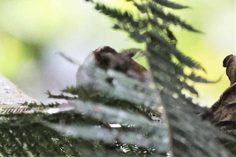 White-browed Crombec (Sylvietta leucophrys) photo