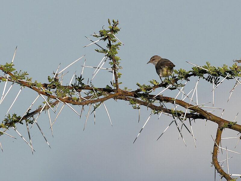 Yellow-vented Eremomela (Eremomela flavicrissalis) photo