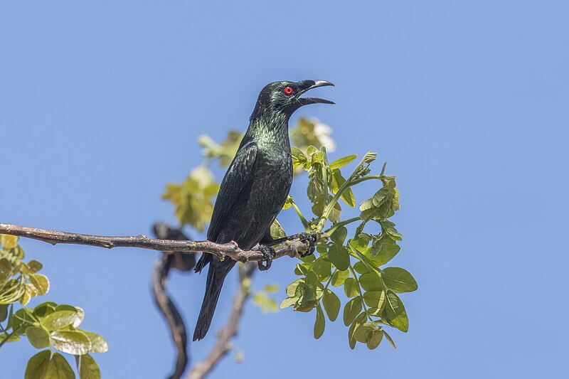 Asian Glossy Starling (Aplonis panayensis) photo