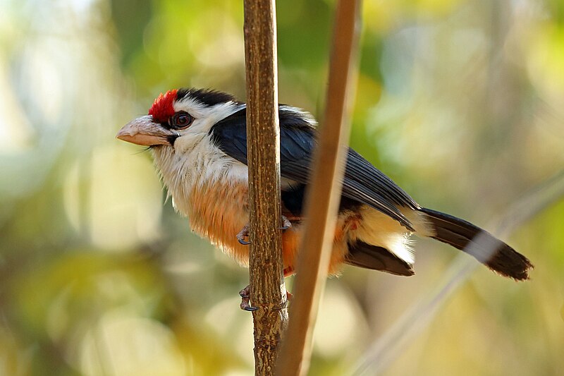 Black-backed Barbet (Pogonornis minor) photo