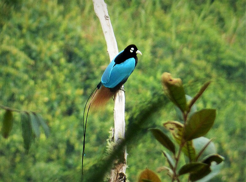 Blue Bird-of-Paradise (Paradisornis rudolphi) photo